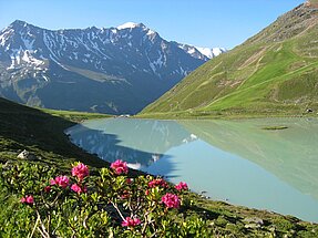 Bergsee im Pitztal mit Bergen im Hintergrund. Im Vordergrund blühende Blumen. Schneebedeckte Berggipfel.